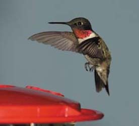 Ruby Throat Ruby Throat