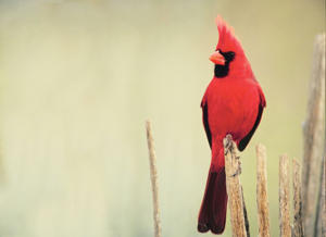 Northern Cardinal Northern Cardinal