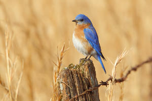 Eastern Bluebirds