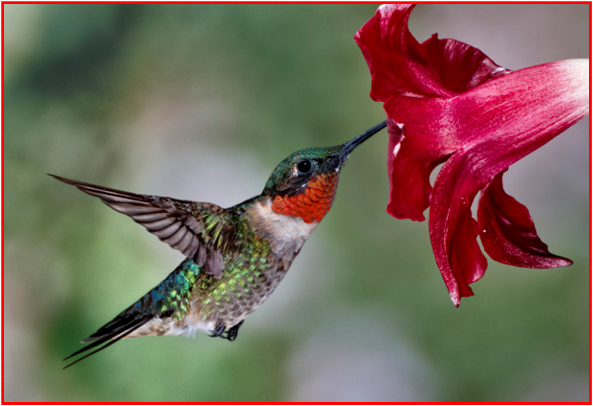 Image result for images for hummingbirds