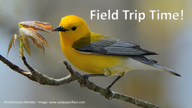 Prothonotary Warbler