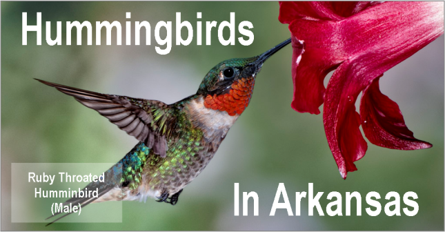 When do hummingbirds come to Arkansas?
